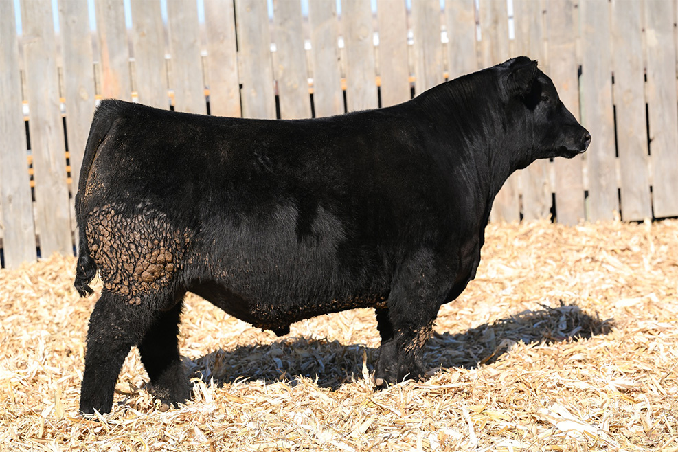 sire15